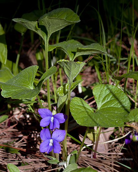 violet flowers and leaves
