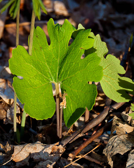 Bloodroot leaf with spent flower